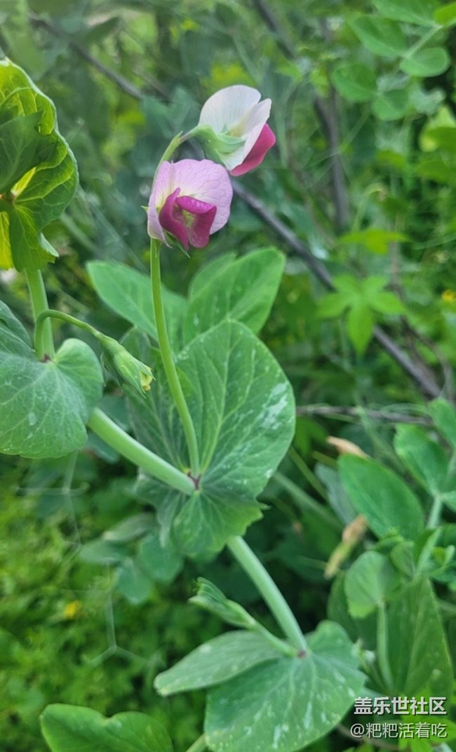 【春日寻花】豆花