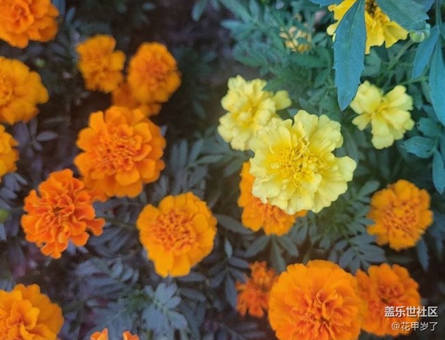 【广州的花花们】花坛
