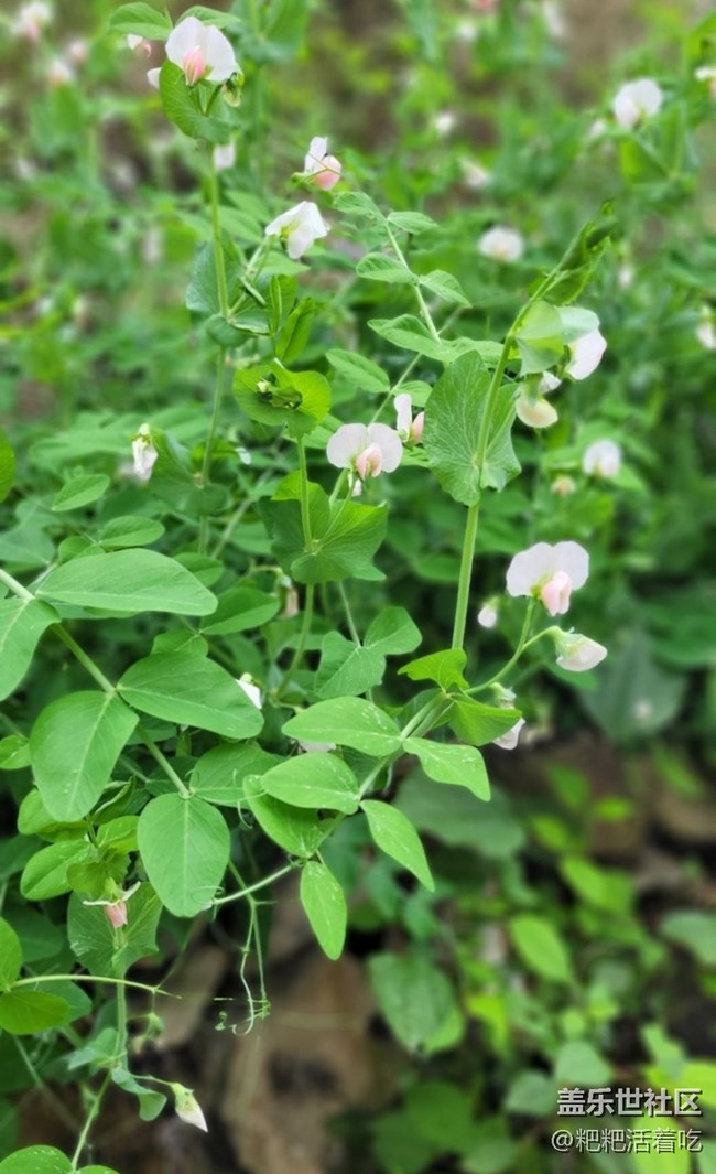 【春日寻花】豆花