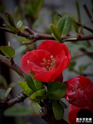 红花，绿叶