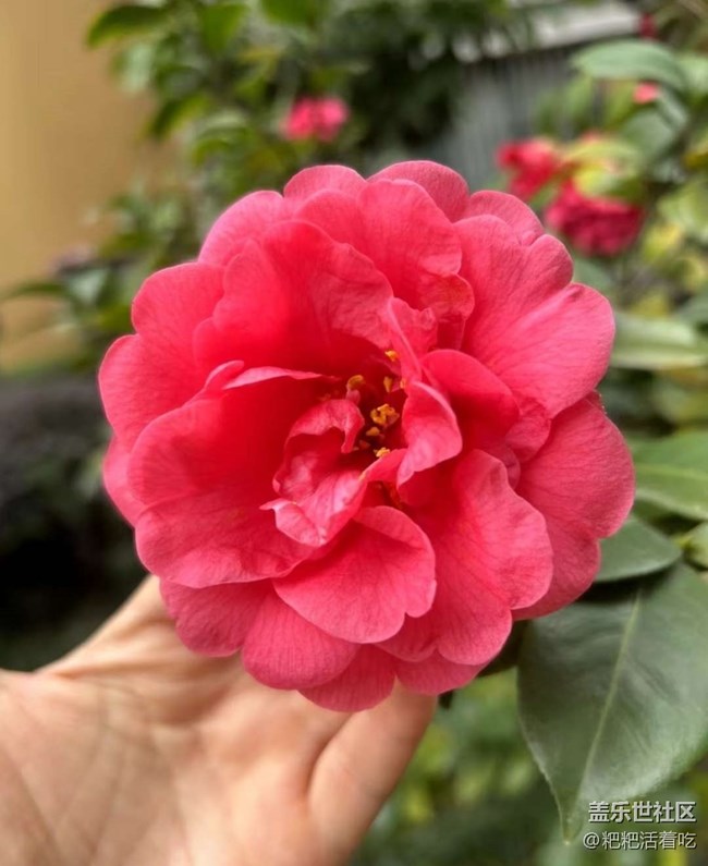 【广州的花花们】春天的味道