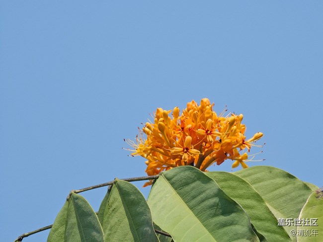 【广州的花花们】春花烂漫