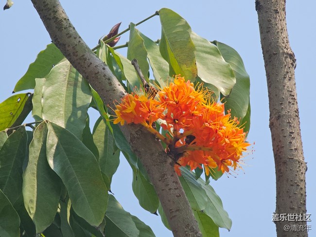 【广州的花花们】春花烂漫