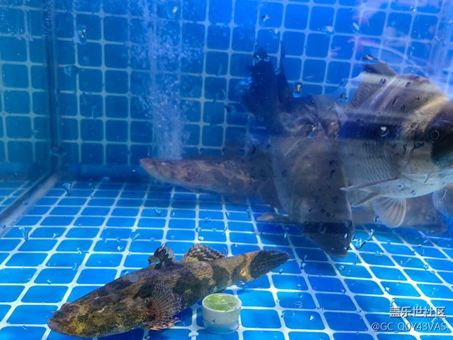 【時間在此刻靜止】海鲜盛宴，味蕾的狂欢