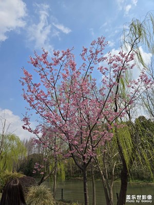 【好春光】+春韵满眸