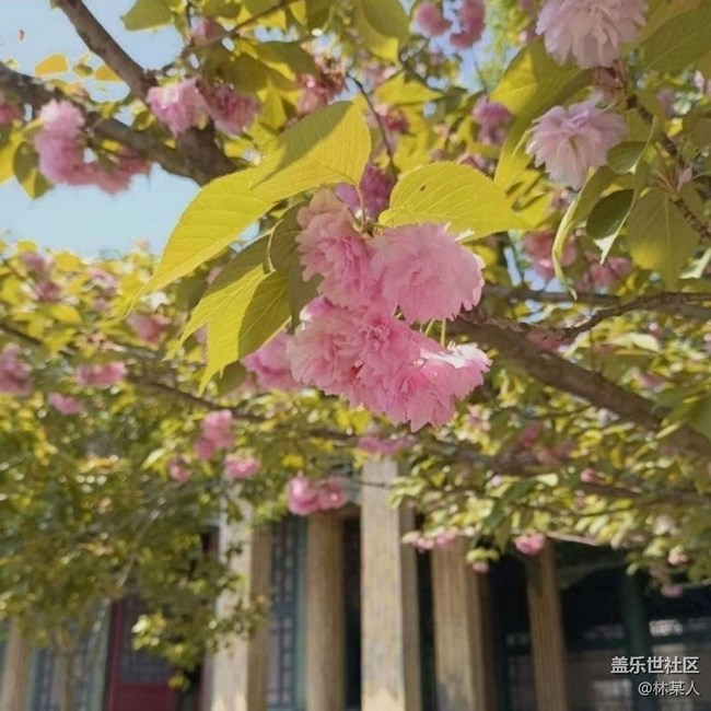 【广州的花花们】花期