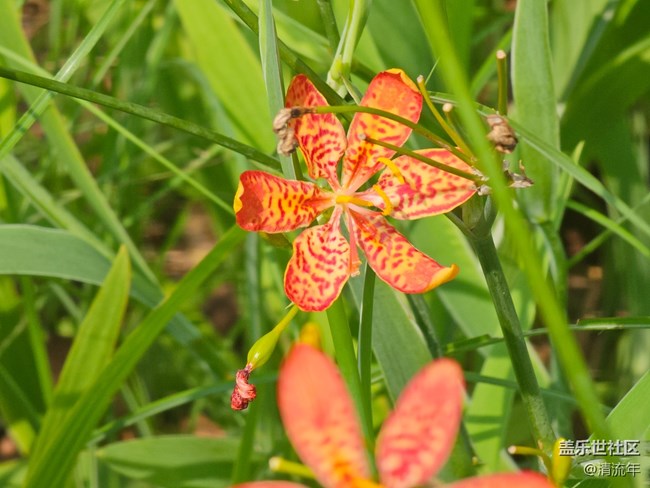 【广州的花花们】春花烂漫