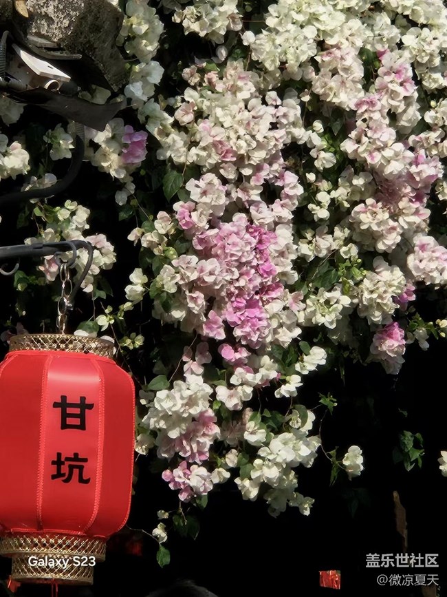 【活动回顾】古镇的三角梅