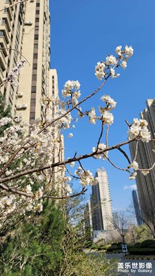 樱桃花