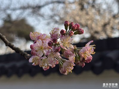 【好春光】+春花烂漫
