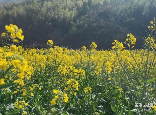 【春日寻花】油菜花