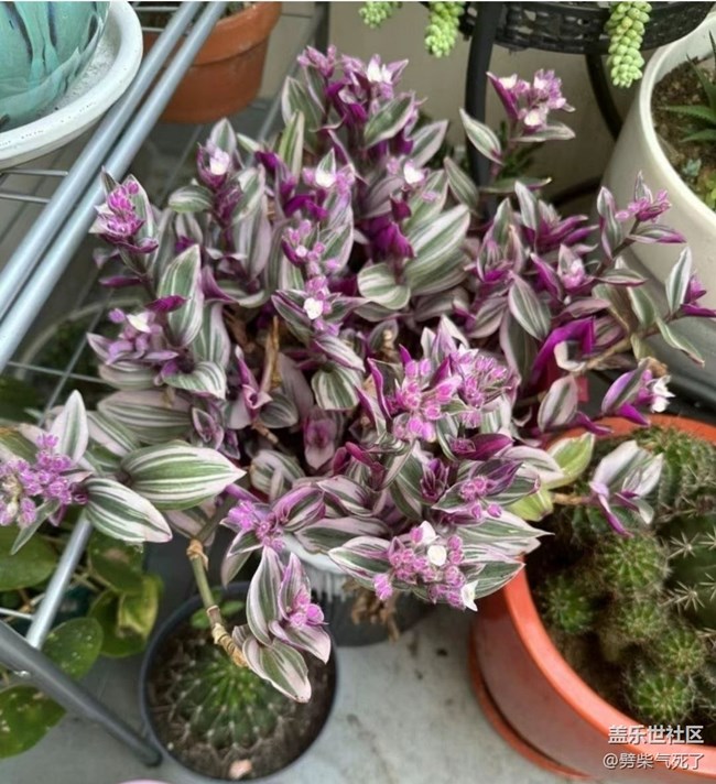 【春日寻花】开花了