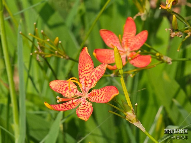 【广州的花花们】春花烂漫