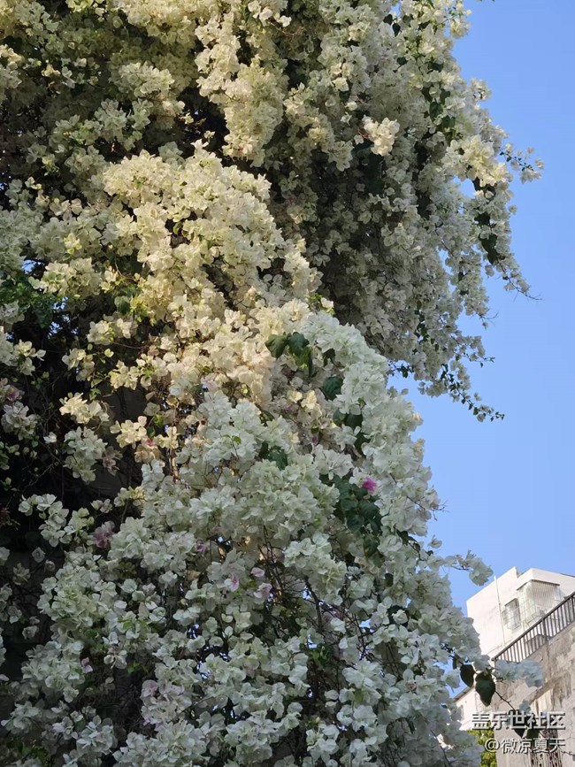 【活动回顾】古镇的三角梅