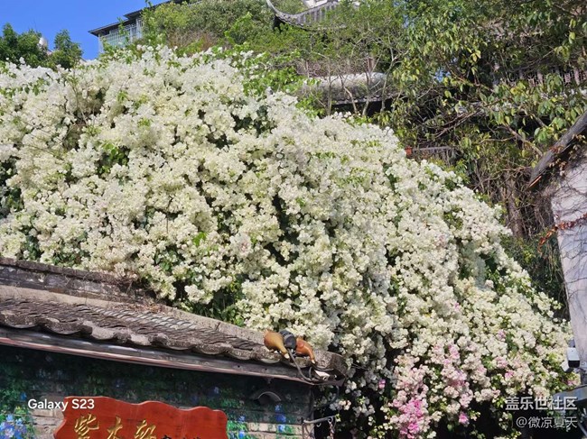 【活动回顾】古镇的三角梅