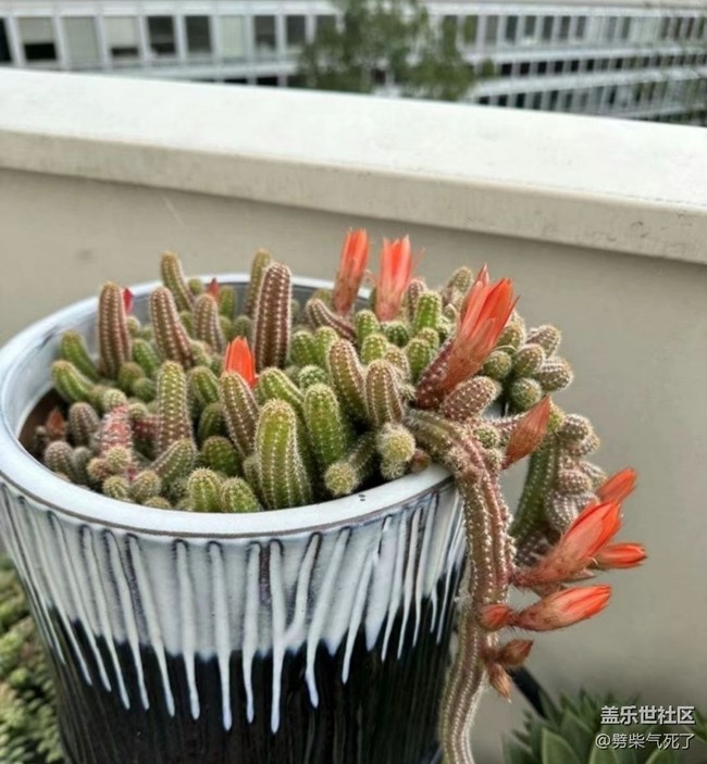 【春日寻花】开花了