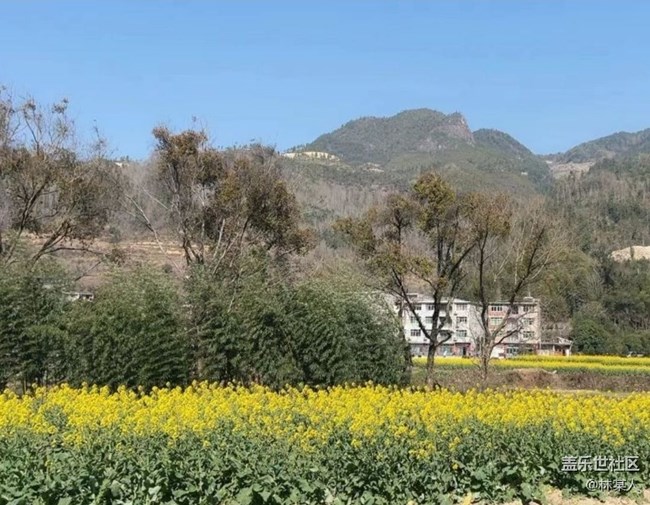 【春日寻花】油菜花