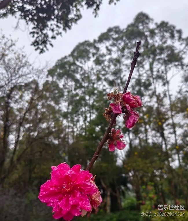 【春日寻花】雨后公园