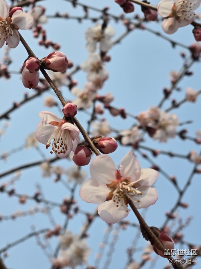 【春风十里】桃花开