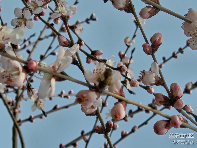 【春风十里】桃花开