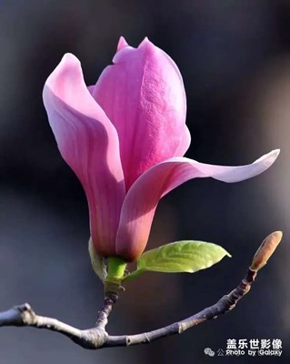 玉兰花