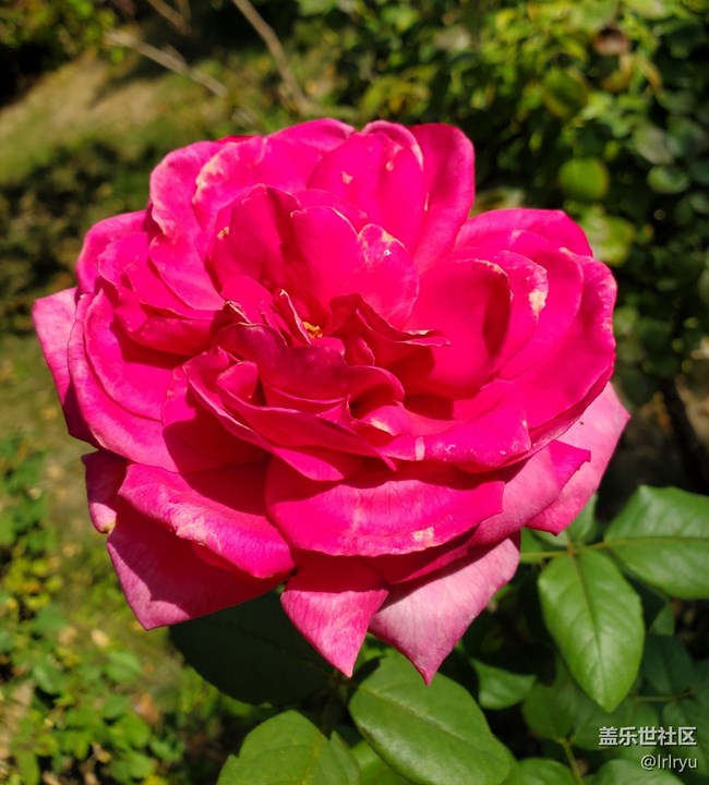 【广州的花花们】+花样缤纷