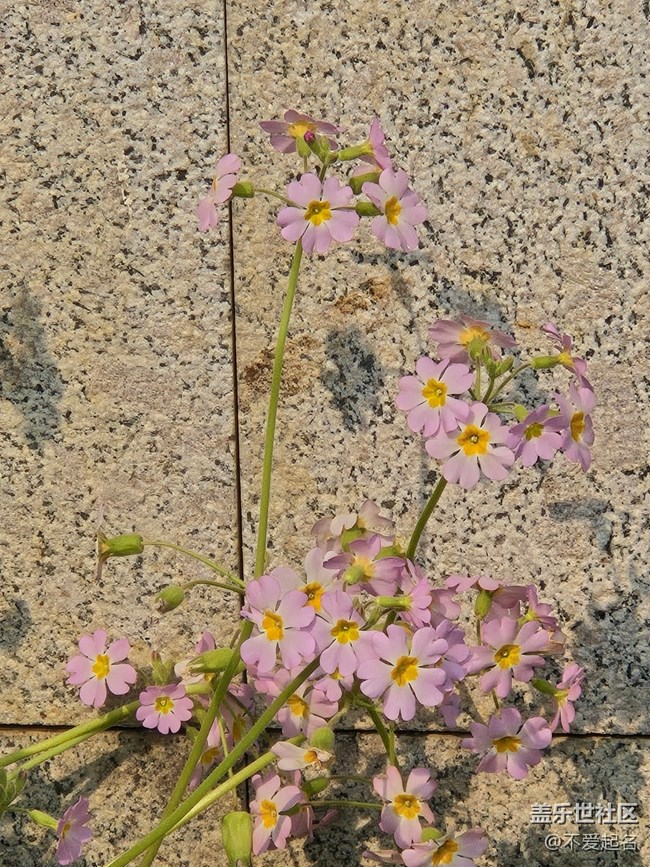 【春风十里】花绽三月天