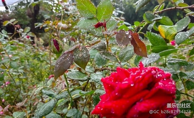 【春日寻花】雨后公园