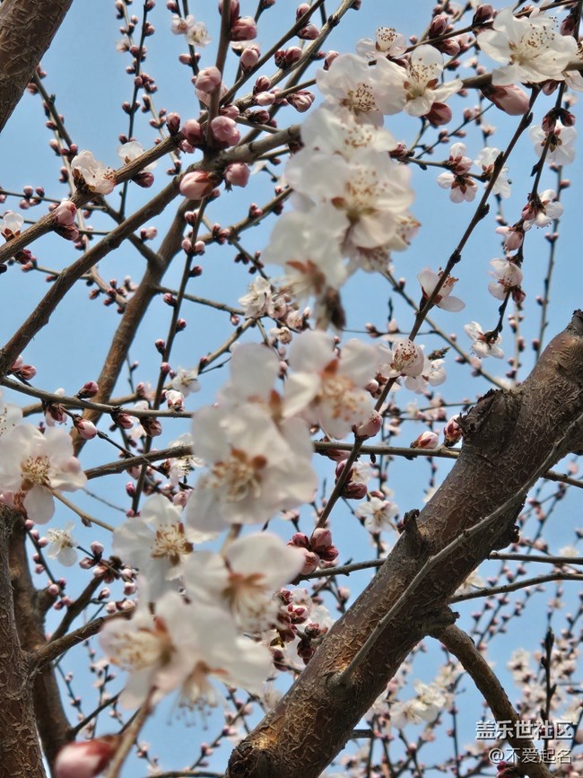 【春风十里】桃花开