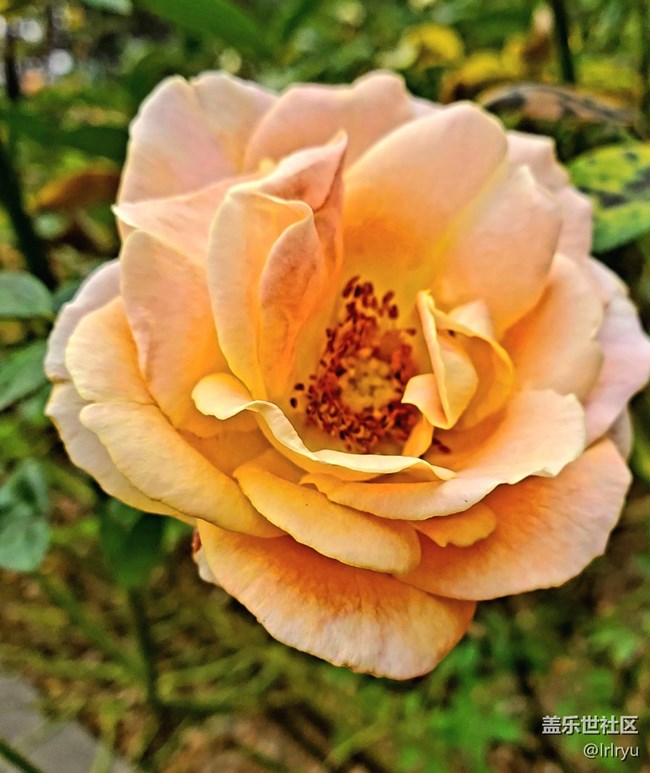 【广州的花花们】+花样缤纷