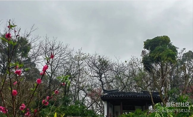 【春日寻花】雨后公园