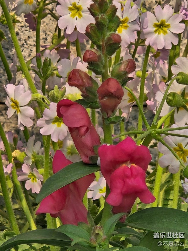 【春风十里】花绽三月天