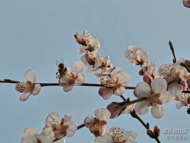 【春风十里】桃花开