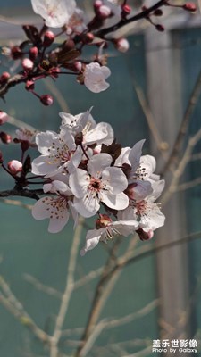 花都开了