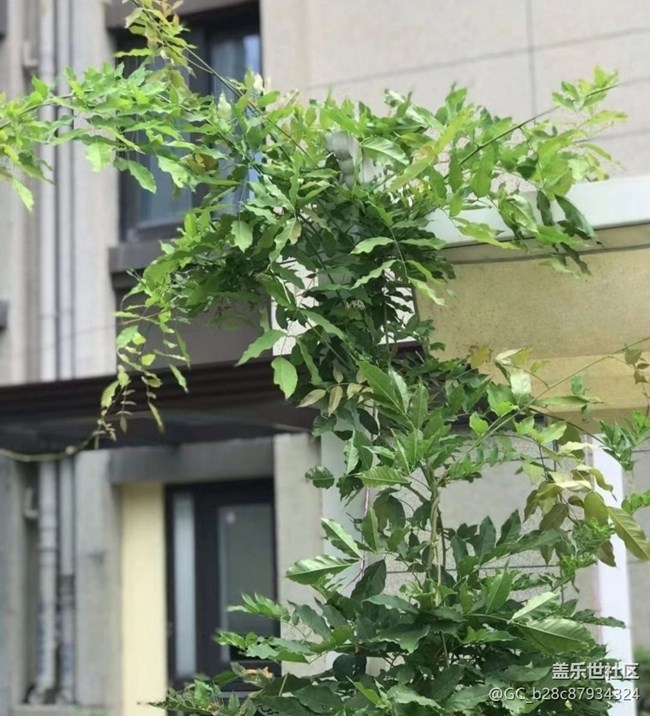 【广州的花花们】种花