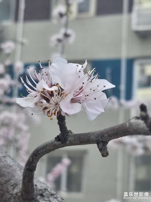 【拍有细节】+春来发几枝