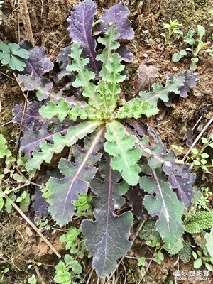 【拍有细节】+路边随手拍