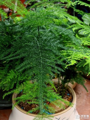 【拍有细节】盆景绿意