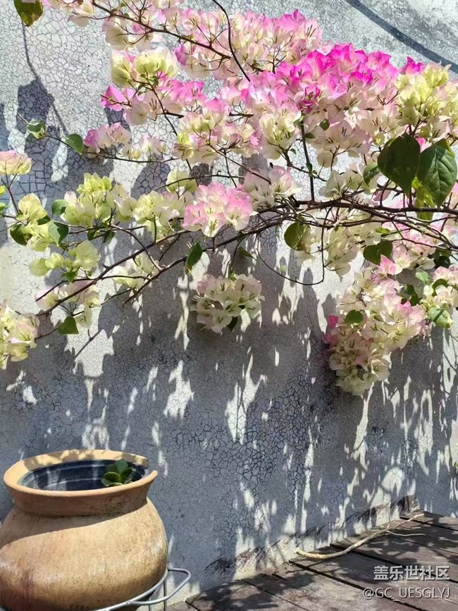【春花浪漫】花绽古巷，诗意闲行