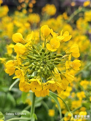 【拍有细节】+春花烂漫