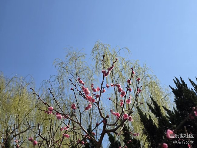 【春日序曲】百合花开柳吐新绿