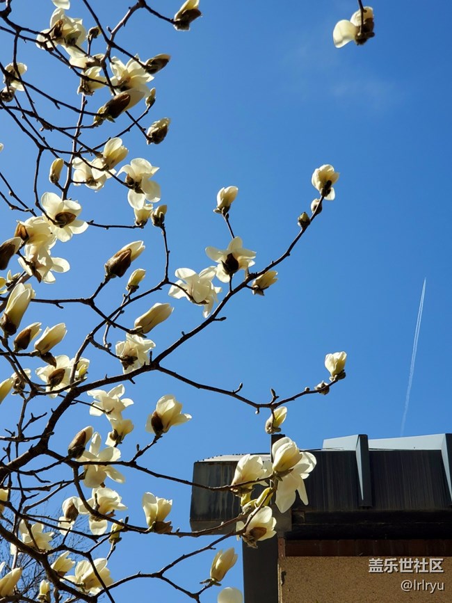 【约定3月的旅行】+玉兰初开