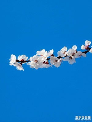 【拍有细节】杏花