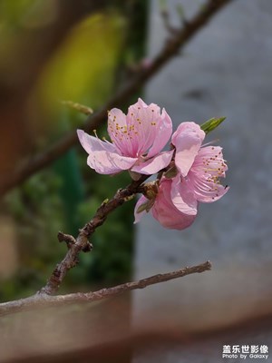 桃之夭夭，灼灼其华
