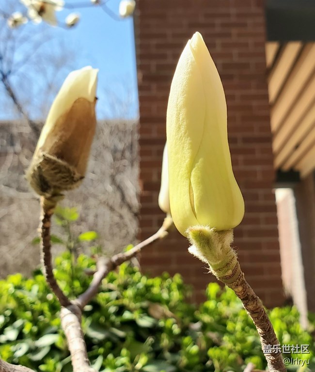 【约定3月的旅行】+玉兰初开