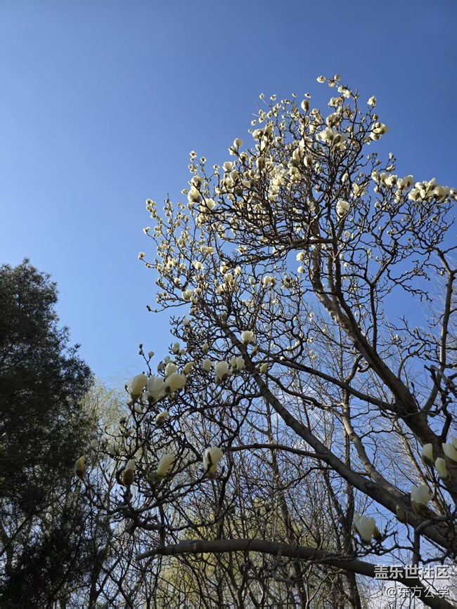 【春日序曲】百合花开柳吐新绿
