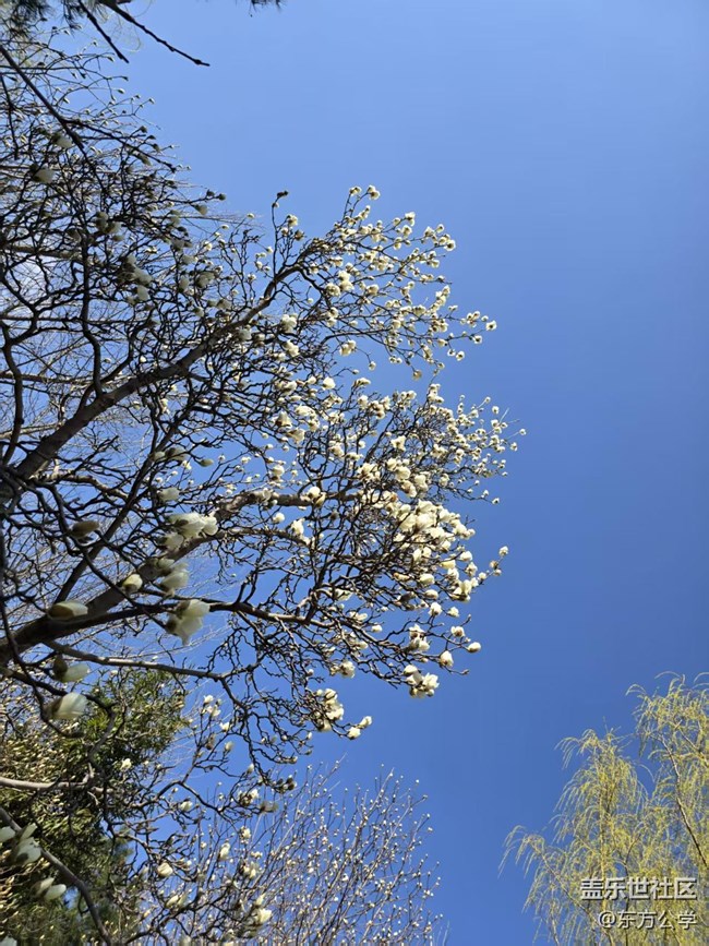 【春日序曲】百合花开柳吐新绿