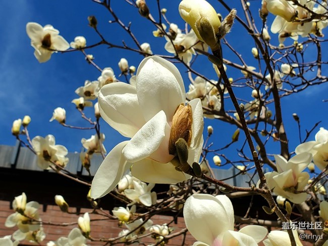 【约定3月的旅行】+玉兰初开