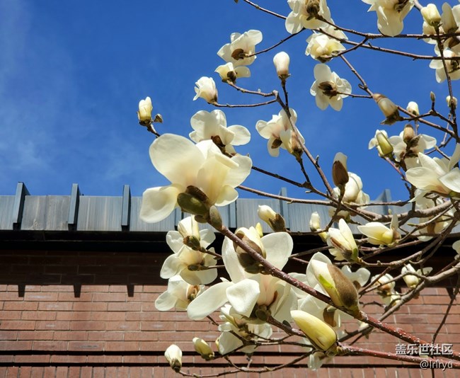 【约定3月的旅行】+玉兰初开