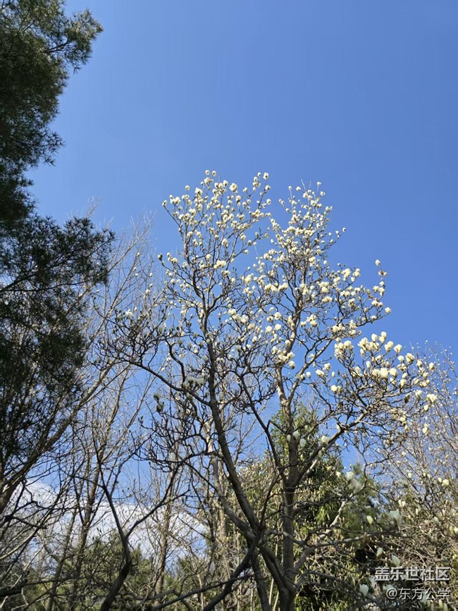 【春日序曲】百合花开柳吐新绿